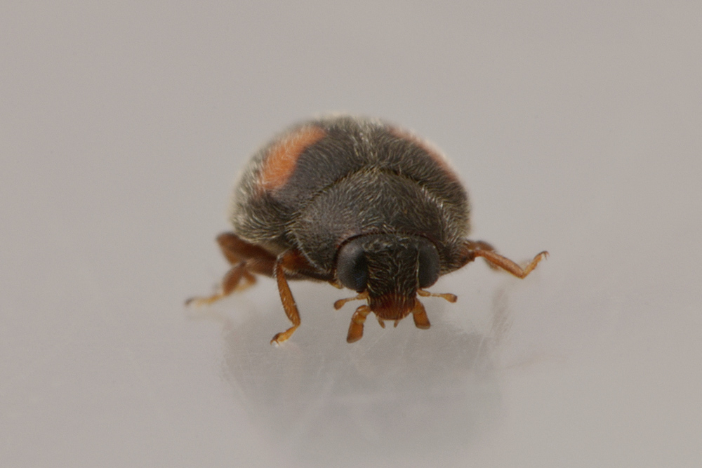 Coccinellidae:  Nephus quadrimaculatus